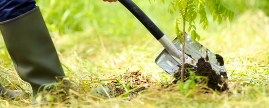 How to Plant Cell Grown Trees