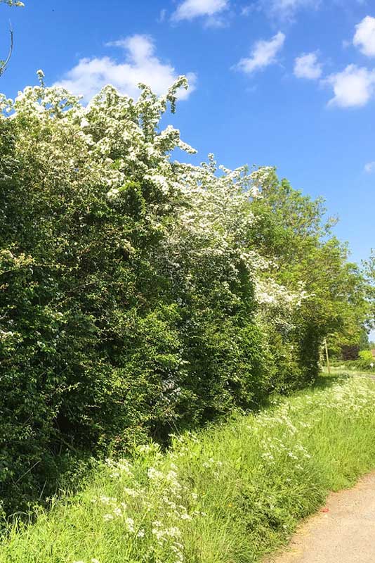 Tree & Hedge Packs