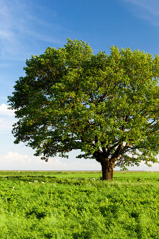 Trees