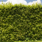 Beech Hedging Pack - With Plant Protection