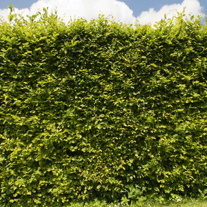 Beech Hedging Pack - Without Plant Protection
