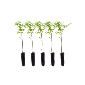 Beech Hedging Pack - Without Plant Protection