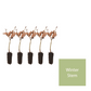 Beech Hedging Pack - With Plant Protection