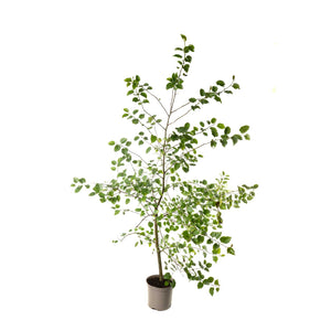 Italian Alder