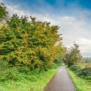 The West Country Hedge Pack - Without Plants & Protection