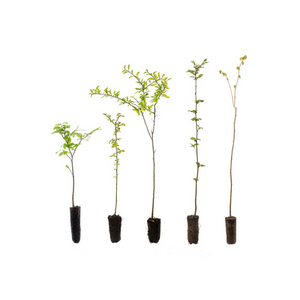 The West Country Hedge Pack - Without Plants & Protection