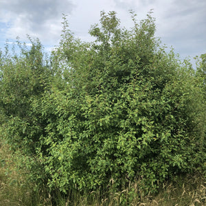 Alder Buckthorn