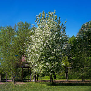 Bird Cherry