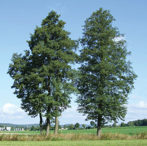 Common Alder