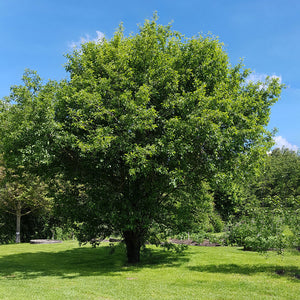 Common Buckthorn