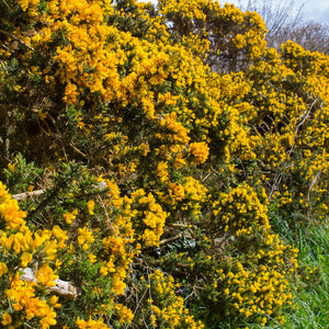 Common Gorse