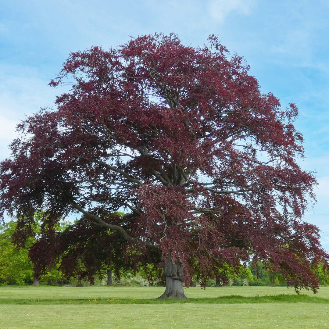 Larger Trees/ Mature Hedging