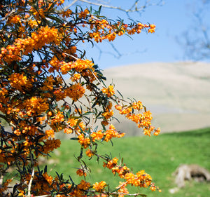 Darwin's Barberry