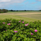 Dog Rose