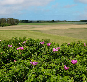 Dog Rose