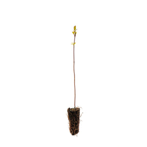 Dogwood - Red Bark