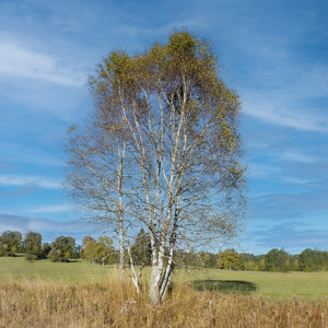 Downy Birch