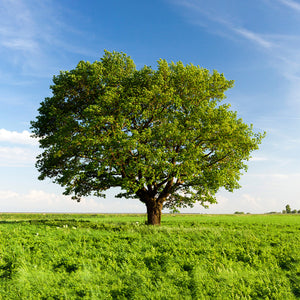 English Oak