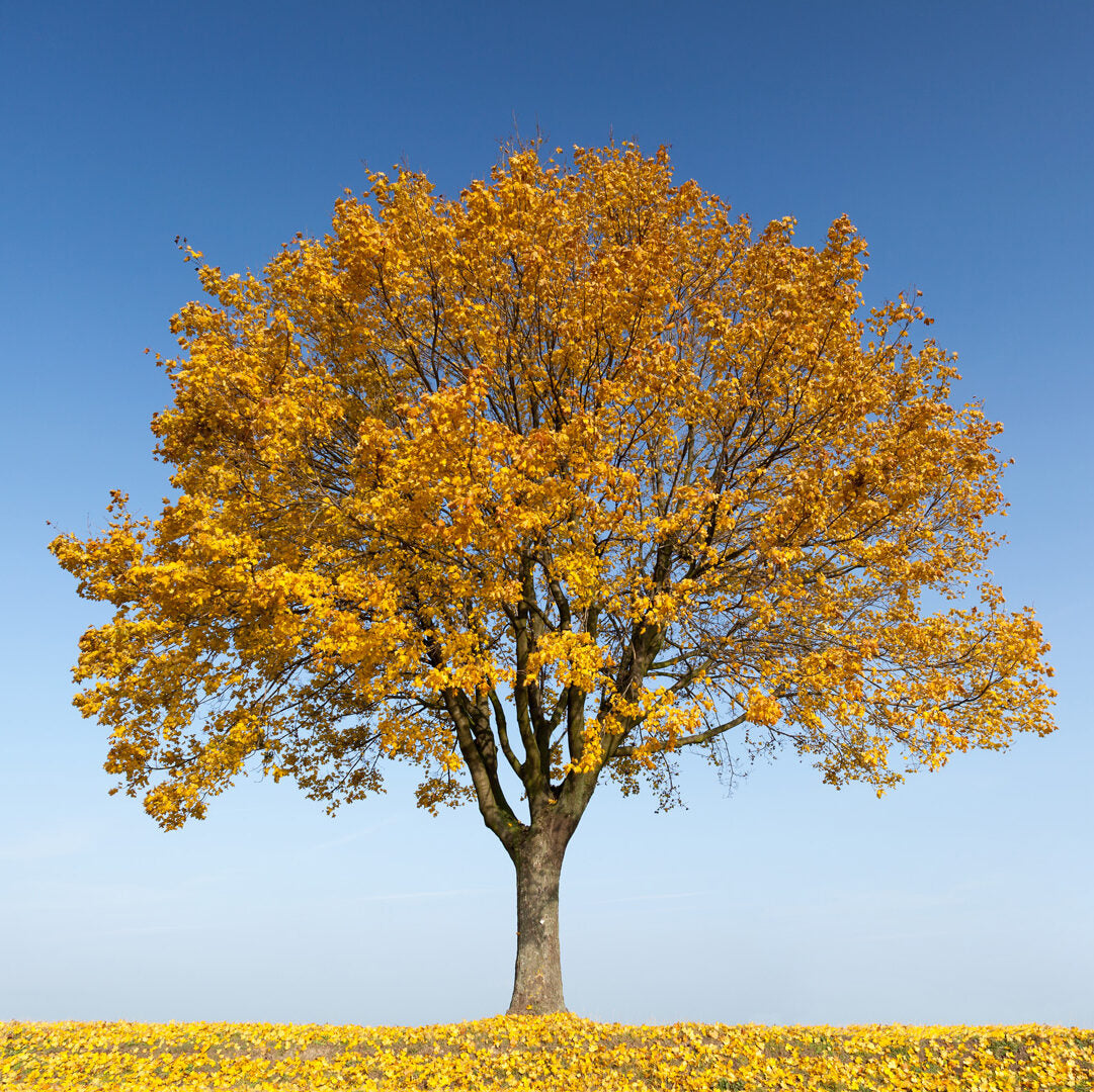Field Maple Spring Field Maple