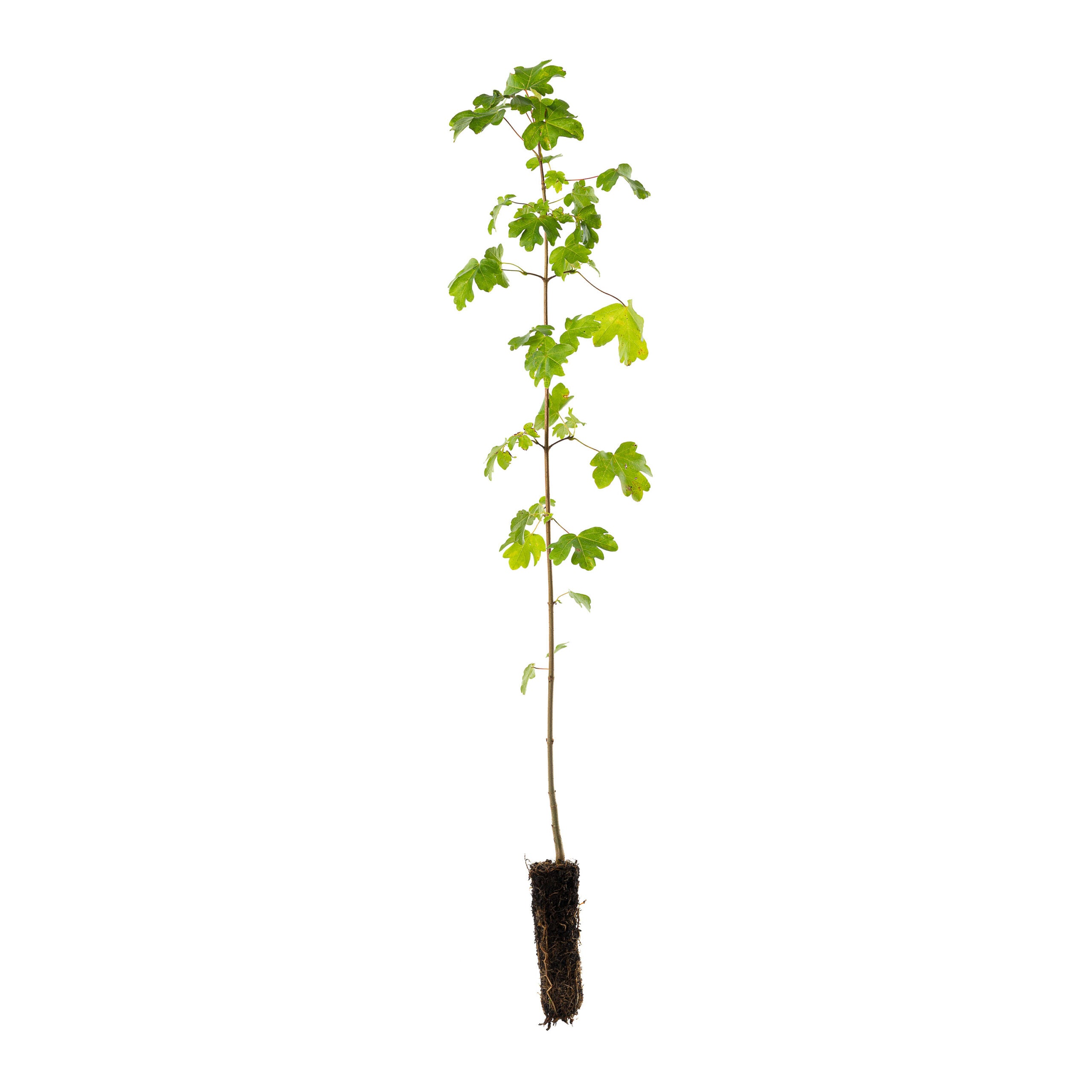 Field Maple