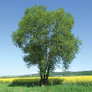 Goat Willow