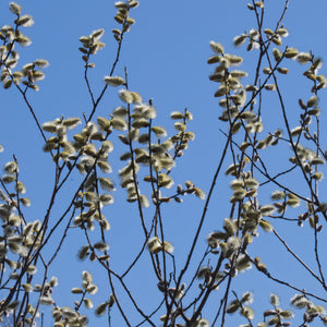 Grey Willow