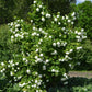 Guelder Rose