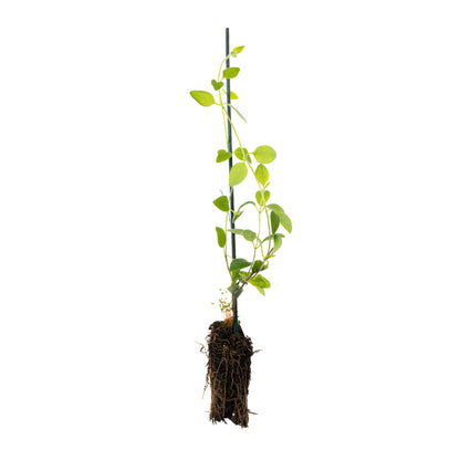 Honeysuckle
