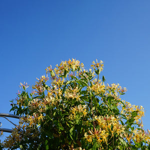 Honeysuckle