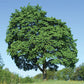 Norway Maple