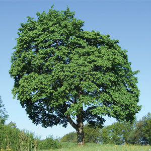 Norway Maple