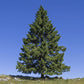 Norway Spruce