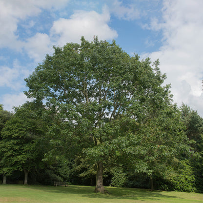 Red Oak