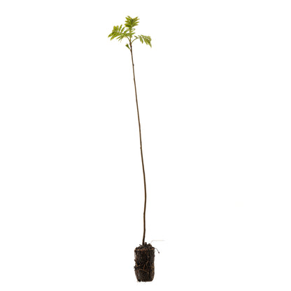 Rowan