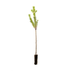 Scots Pine