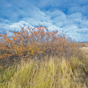 Sea Buckthorn