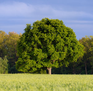 Sessile Oak