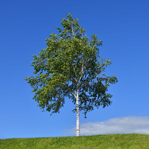 Silver Birch