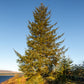 Sitka Spruce