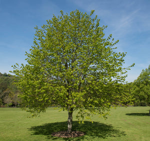 Small Leaved Lime