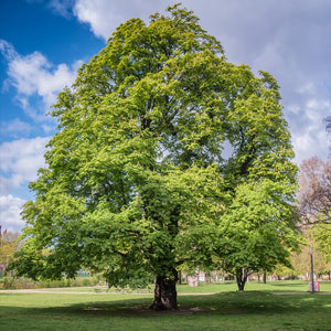 Sweet Chestnut