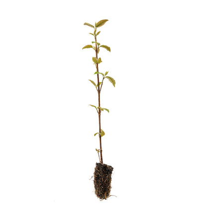 Wayfaring Tree