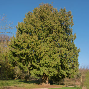 Western Red Cedar