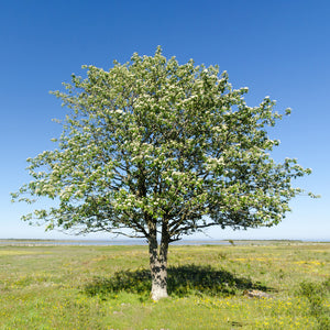 Whitebeam