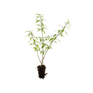 Wild Privet