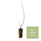 Alder Buckthorn