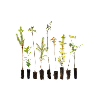 Broadleaf & Conifer Mix - Without Plant Protection