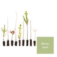 Broadleaf & Conifer Mix - Without Plant Protection