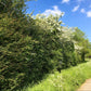 Mixed Thorn Hedging Pack - Without Plant Protection