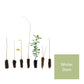 Mixed Thorn Hedging Pack - Without Plant Protection
